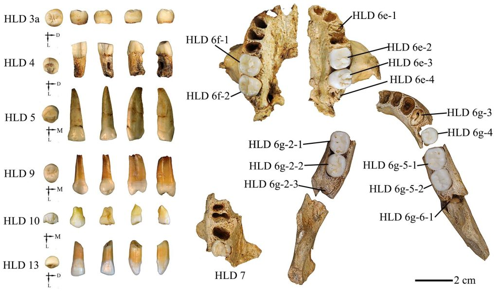 fossiles dentaires hominidés ancêtre hybride inconnu chine